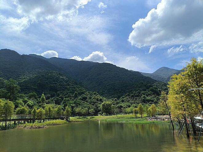 植树造林：绿色行动与生态平衡